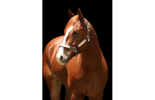 PEGASUS FIRE HTT